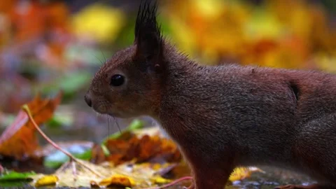 Squirrel  4K ultra HD. Stock-Footage 320411014