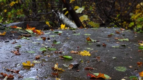 Squirrel  4K ultra HD. Stock Footage 320411049