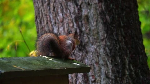 Squirrel  4K ultra HD. Stock Footage 320411607