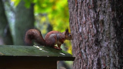 Squirrel  4K ultra HD. Stock Footage 320411616