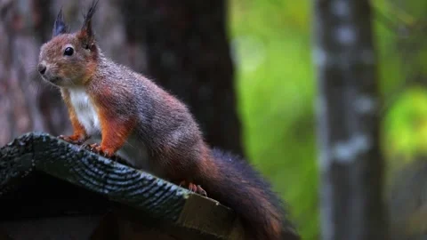 Squirrel  4K ultra HD. Stock Footage 320411761