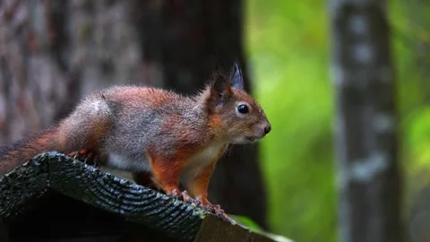 Squirrel  4K ultra HD. Stock Footage 320411791
