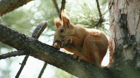 Squirrel 5 Stock Footage 859594