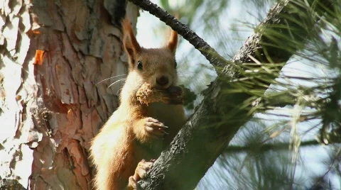 Squirrel 6 Stock Footage 859589
