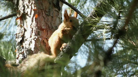 Squirrel 7 Stock Footage 859596