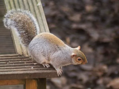 Squirrel about to leap Fotos de archivo