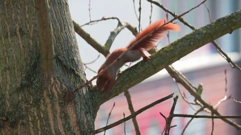 A squirrel accidentally drops its nut Video stock 303986055