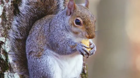 Squirrel Acorn 库存影片 10573963