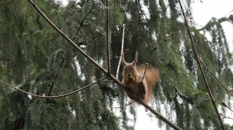 Squirrel acrobatic motion in coniferous woods Stock Footage 49456930
