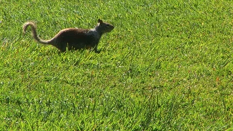 Squirrel on the alert Stock Footage 90195637