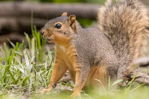 Squirrel On Alert Stock Photos