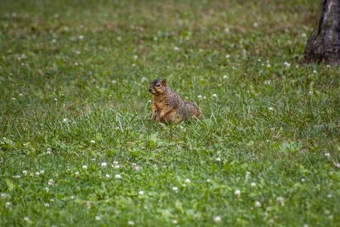 Squirrel alone in a green field Stock Photos