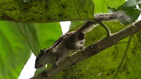 A squirrel is amidst lush foliage Stock Footage 316227291