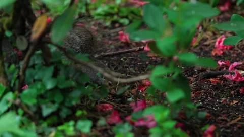 A squirrel among the branches Stock Footage 316241293