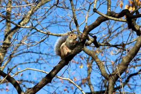 Squirrel among Fall Branches Stock Photos