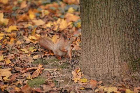 Squirrel among leafs. squirrel in the autumn forest with amid yellow leaves Stock Photos