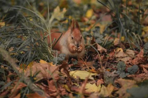 Squirrel among leafs. squirrel in the autumn forest with amid yellow leaves Stock Photos