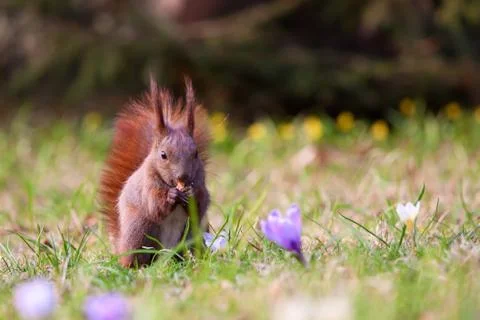 Squirrel amongst flowers Stock Photos