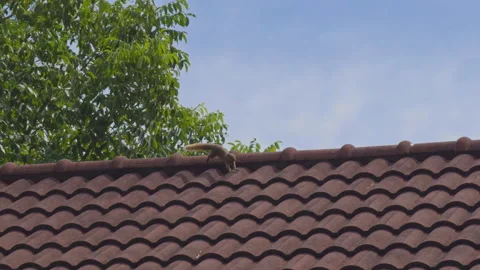 Squirrel and Bird Chasing Dragonfly on Tiled Roof under Bright Sunlight, Stock Footage 319493062