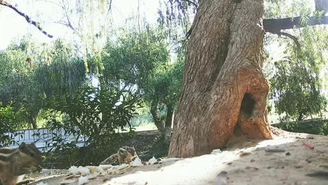 Squirrel and bird eating bread (3) Stock Footage 107416835