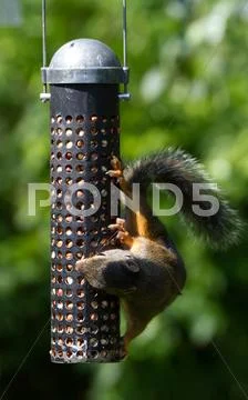 Squirrel and Bird Feeder Stock Photos