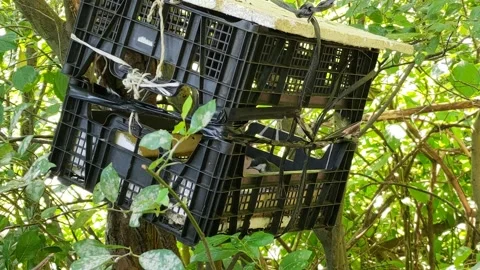 Squirrel and birds Stock Footage 204024591