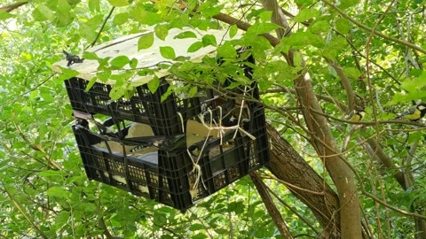 Squirrel and birds Stock Footage 204024700