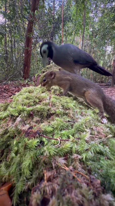 A squirrel and a blackfaced cuckooshrike foraging on a mossy forest floor Vidéo 334353666