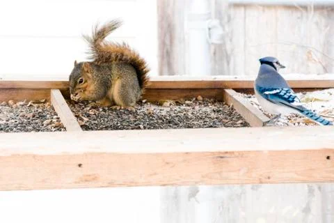 Squirrel and Blue jay Stock Photos