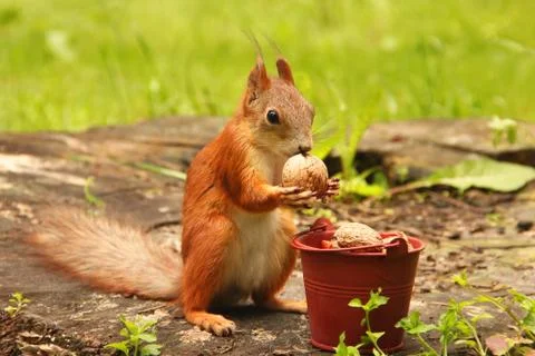 Squirrel and a bucket of nuts. Sciurus. Rodent. Beautiful red squirrel in the Stock Photos