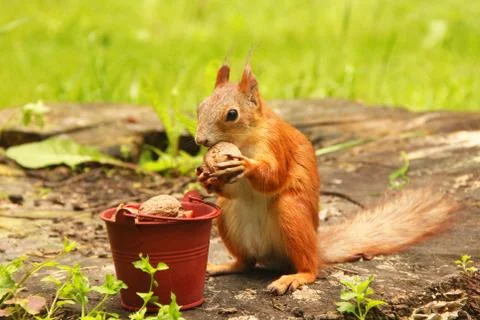 Squirrel and a bucket of nuts. Sciurus. Rodent. Beautiful red squirrel in the Stock Photos