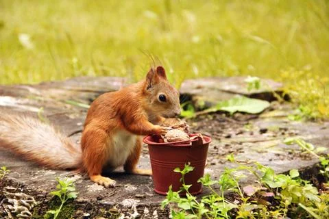 Squirrel and a bucket of nuts. Sciurus. Rodent. Beautiful red squirrel in the Stock Photos