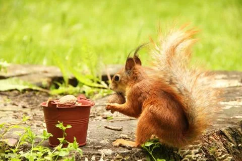 Squirrel and a bucket of nuts. Sciurus. Rodent. Beautiful red squirrel in the Stock Photos