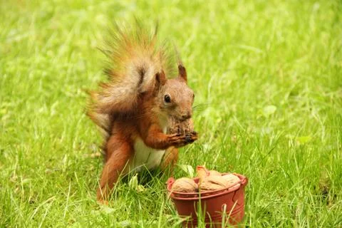Squirrel and a bucket of nuts. Sciurus. Rodent. Beautiful red squirrel in the Stock Photos