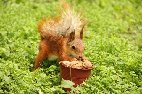 Squirrel and a bucket of nuts. Sciurus. Rodent. Beautiful red squirrel in the 스톡 사진