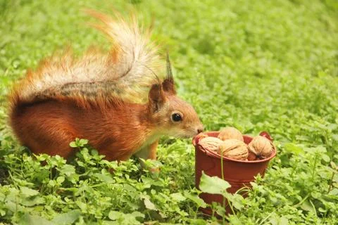 Squirrel and a bucket of nuts. Sciurus. Rodent. Beautiful red squirrel on a t Stock Photos
