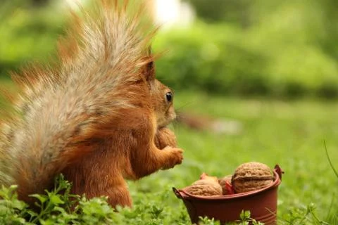 Squirrel and a bucket of nuts. Sciurus. Rodent. Beautiful red squirrel in the Stock Photos