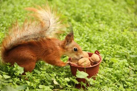 Squirrel and a bucket of nuts. Sciurus. Rodent. Beautiful red squirrel on a t Stock Photos