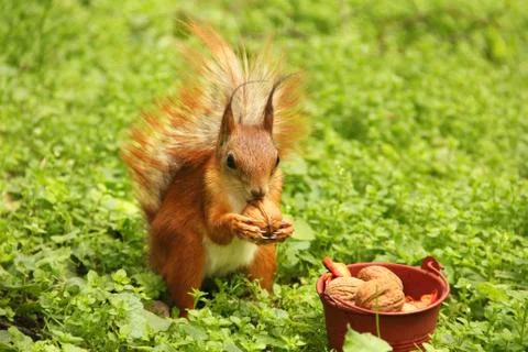 Squirrel and a bucket of nuts. Sciurus. Rodent. Beautiful red squirrel in the Stock Photos