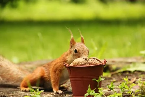 Squirrel and a bucket of nuts. Sciurus. Rodent. Beautiful red squirrel in the Stock Photos