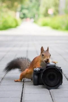 Squirrel and camera Stock Photos