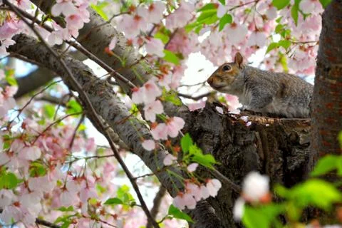 Squirrel and cherry blossoms Stock Photos