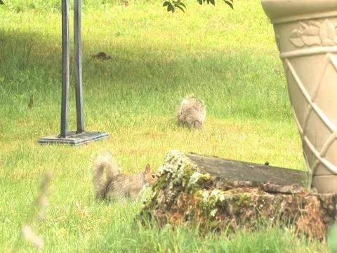 Squirrel and Chipmunk Having A Nice Day Stock Footage 127408931