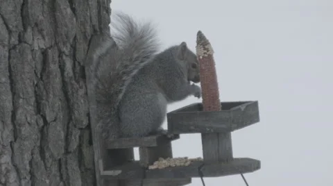 Squirrel and the corn cob Stock Footage 52560164