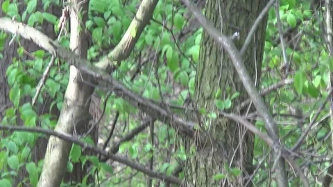 Squirrel and Easter egg, blackbird's nest. Ukraine. Stock Footage 74928987