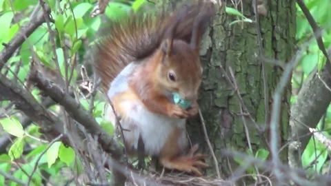 Squirrel and Easter egg Stock Footage 74929063
