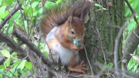 Squirrel and Easter egg, thrush nest. 動画素材 74928978