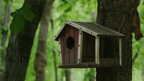 Squirrel and feeder on a tree Stock Footage 194115619