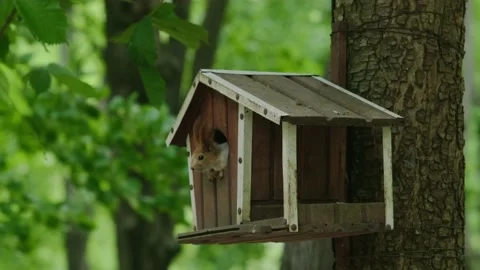 Squirrel and feeder on a tree Stock Footage 194115631