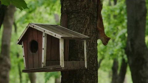 Squirrel and feeder on a tree Stock Footage 194115810